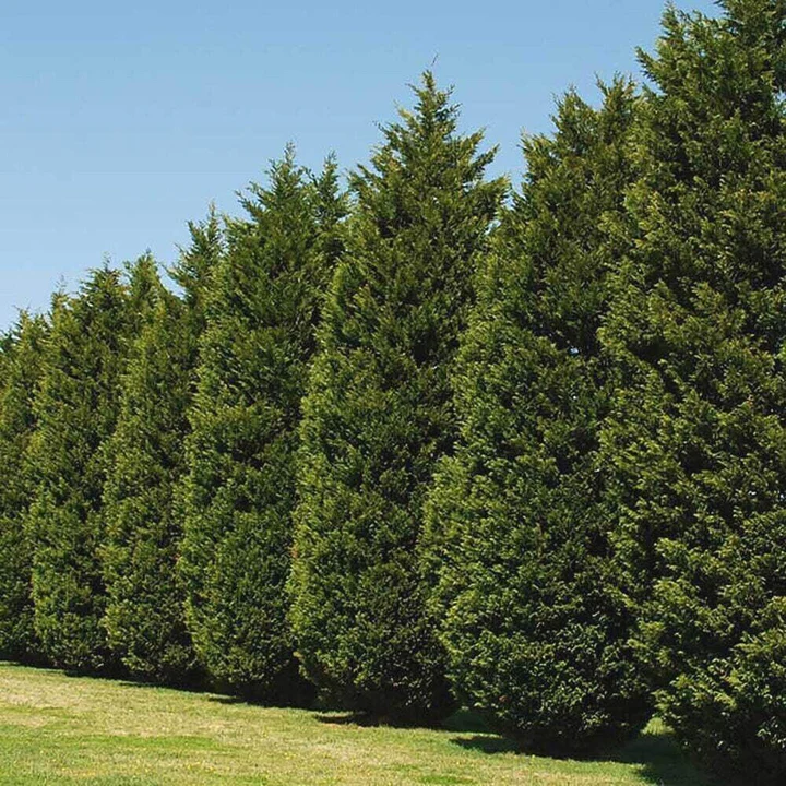 Acer Campestre
